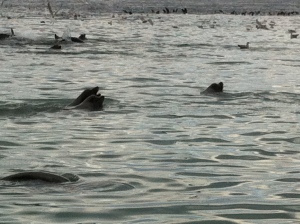 more sea lions 059
