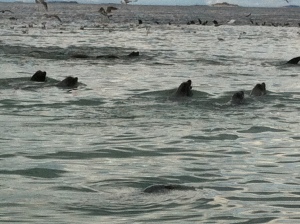 more sea lions 061