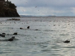 more sea lions 089