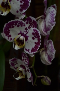 kew gardens orchids 081