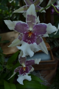 kew gardens orchids 094