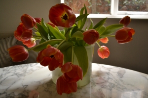 tulips 018