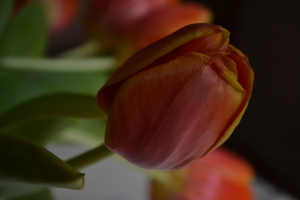 tulips 037