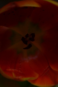 tulips 045